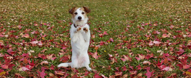 BANNER AUTUMN DOG TRICK. JACK RUSSELL PUPPY STANDING ON TWO HIND LEGS    ON FALL LEAVES GRASS.