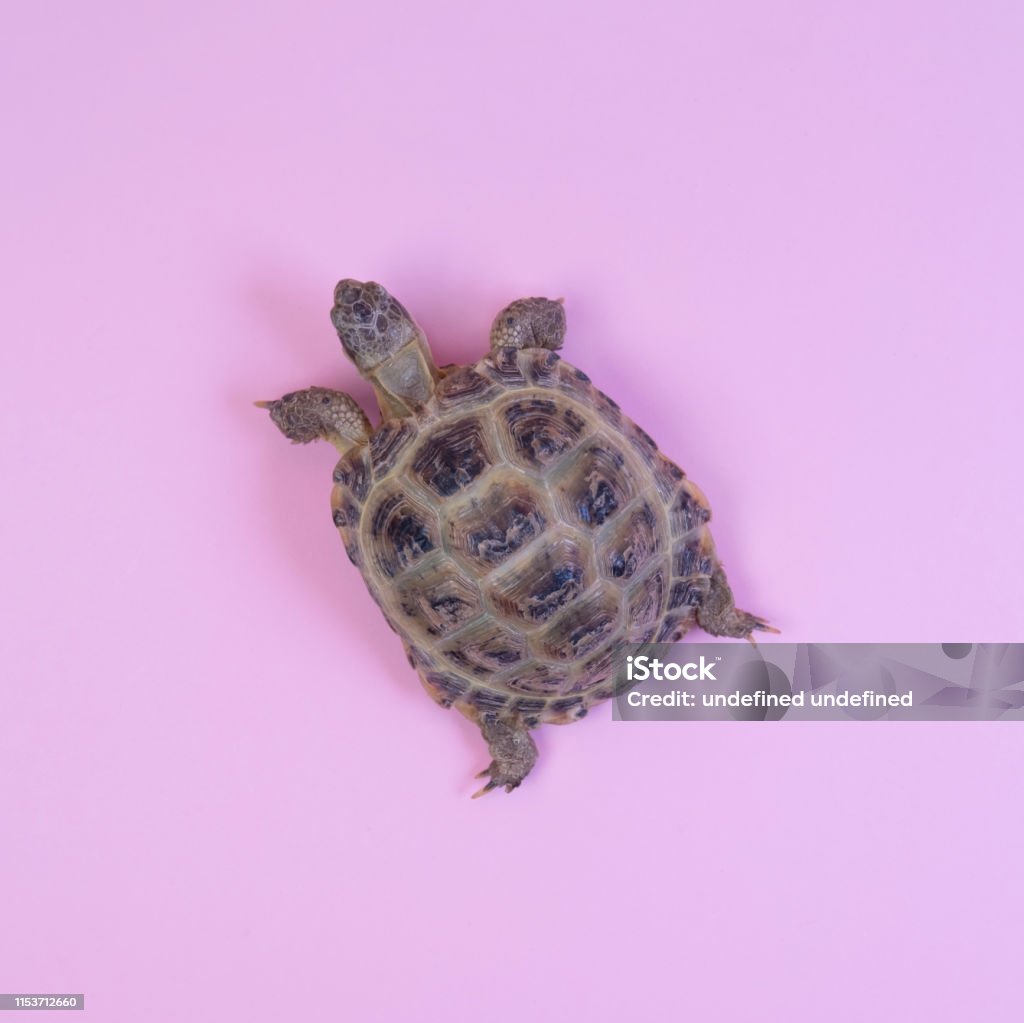 Turtle on pink background Turtle on pink background trend flat lay concept with fashionable toning Animal Stock Photo