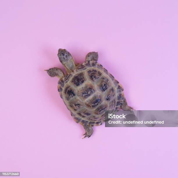 Turtle On Pink Background Stock Photo - Download Image Now - Animal, Animal Shell, Animal Wildlife