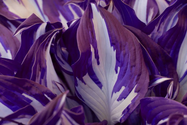 istock Bright purple leaves top view minimalistic background 1153712686
