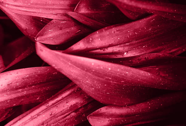 istock Bright magenta pink leaves top view minimalistic background 1153712740
