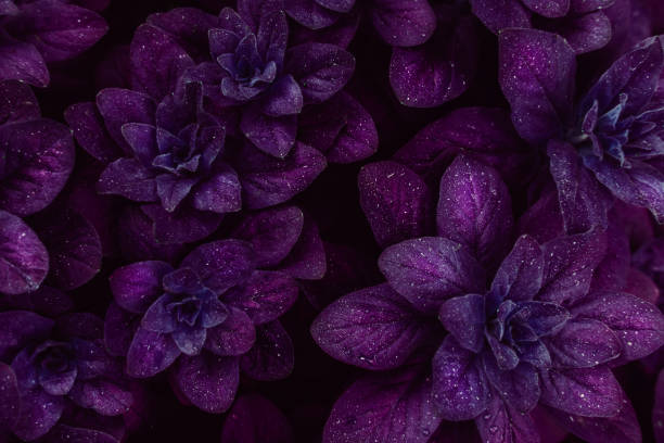 istock Bright purple leaves top view minimalistic background 1153712756
