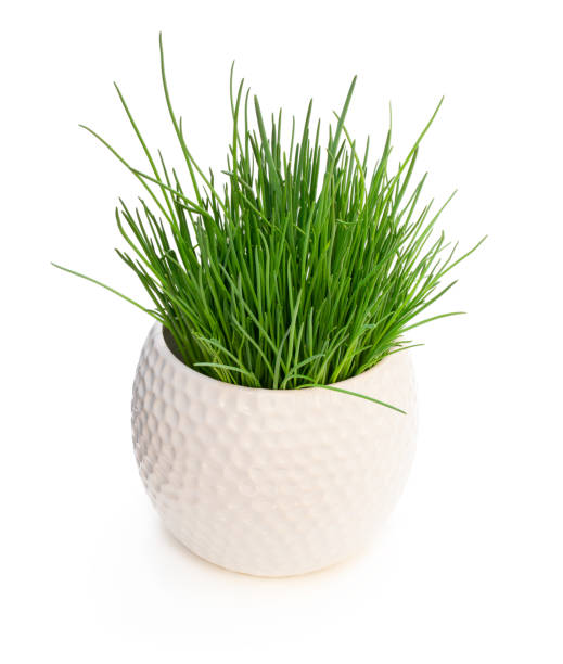 istock Chives plant in pot isolated on white 1153713561