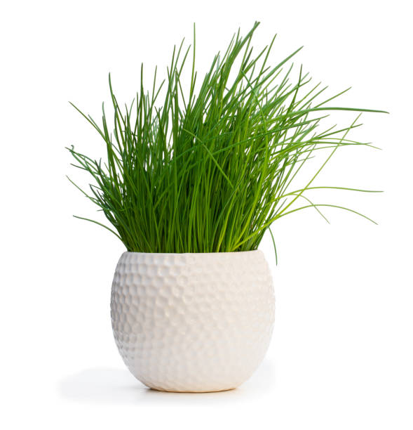 istock Chives plant in pot isolated on white 1153713568