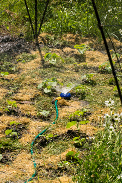istock Watering the growing cucumbers with a universal garden sprinkler 1153714203