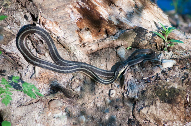 istock Garter Snake on Driftwood 1153716124