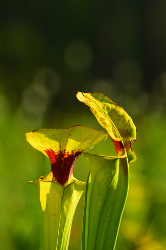 Pair of Yellow Pitcher plants in morning light with  defocused greenery in the background. Photo taken at Blackwater River state forest in northwest Florida. Nikon D7200 with Nikon 200mm macro lens