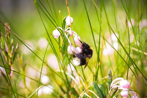 A large beautiful bumblebee sits on a pink cranberry berry flower. Bumblebee collects nectar from flowers in a sunny meadow.