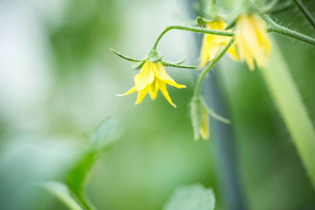yellow tomato flower on a branch on a blurred background