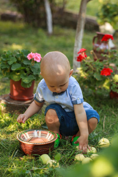 istock Little boy picking apple in fruit garden 1153722593