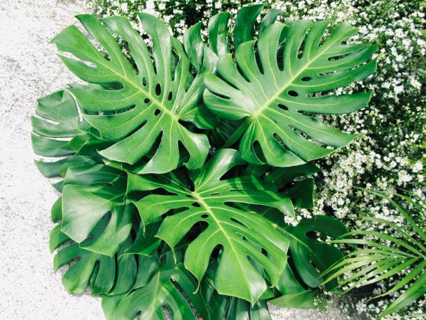 Close Up Philodendron Xanadu Plant in Garden stock photo