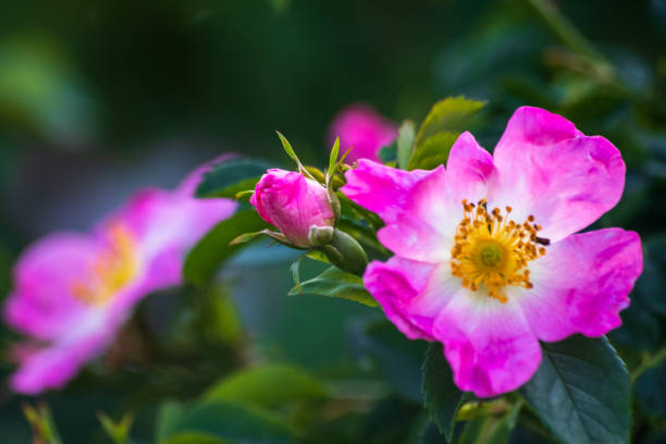 istock Wild rose flowers or dog rose blossom 1153723096