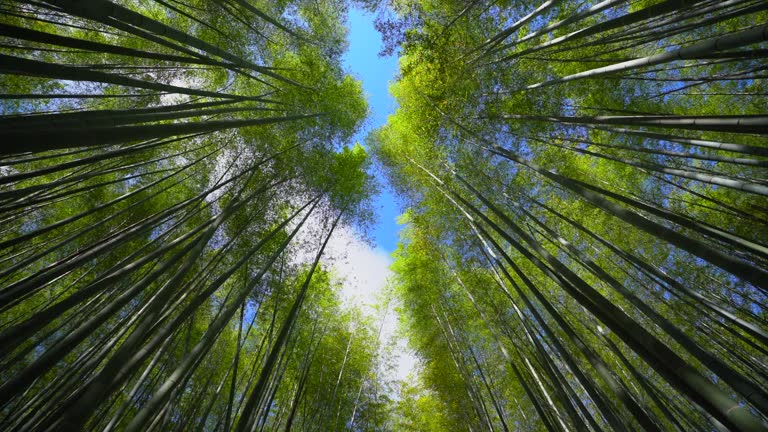 Arashiyama Bamboo forest, Kyoto Japan