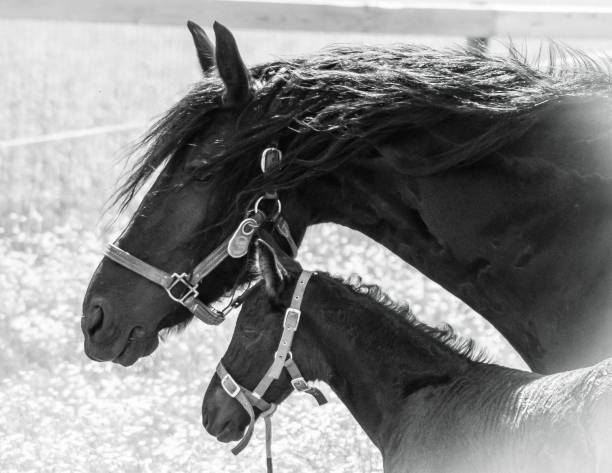istock Friesian horse 1153724045