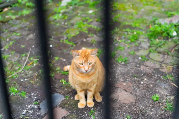 Stray orange tabby cat on sidewalk streets in New Orleans, Louisiana hungry and sad looking through bars of fence