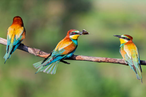 istock wild colorful birds threesome sitting on a branch 1153725427