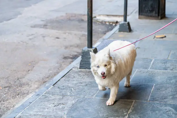 American white shepherd dog walking on sidewalk street on leash in urban city with different colored eyes heterochromia funny humor face