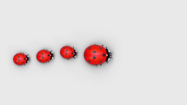 Top view of a ladybugs family that are walking in a row