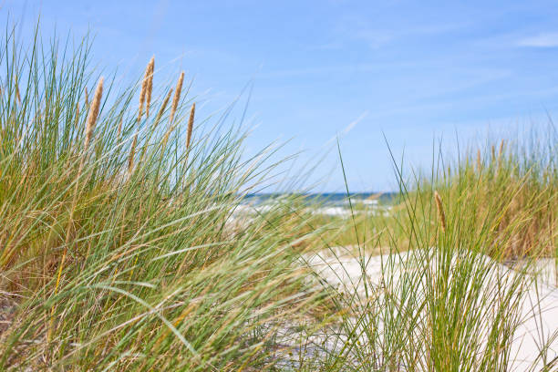istock baltic sea dunes beautiful landscape 1153726217