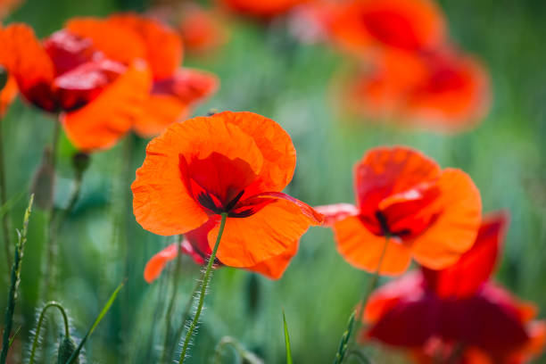 아름 다운 빨간 양 귀 비 꽃, 상징 또는 기억과 기억을 닫습니다. - poppy field remembrance day flower 뉴스 사진 이미지