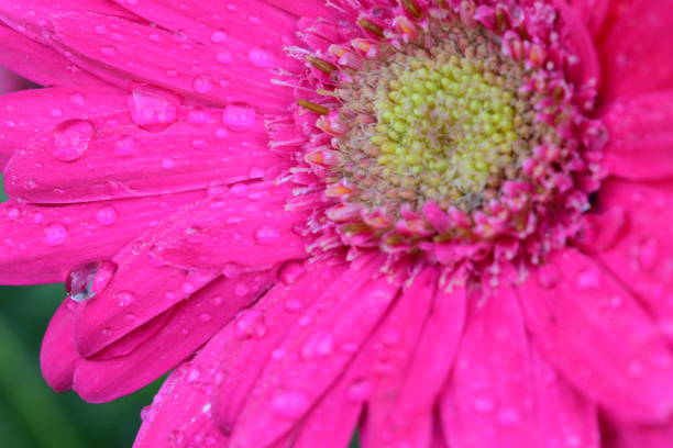 istock Macro water and flower 1153728288
