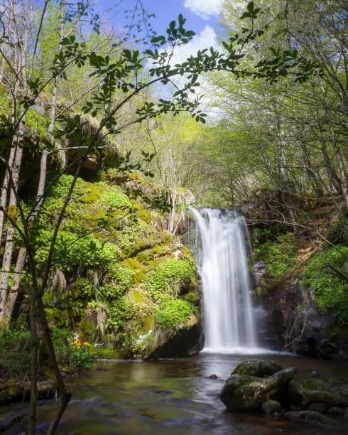 Photo of Scenic forest waterfall framed by a young tree during early spring