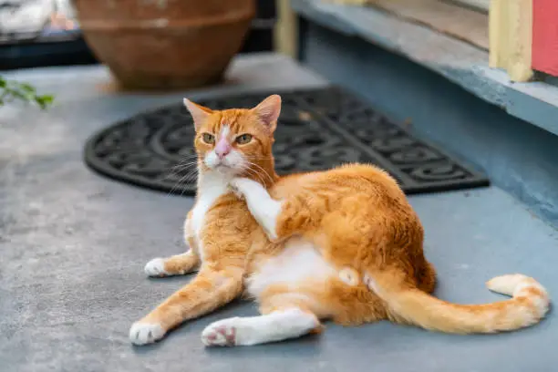 Orange white stray cat on sidewalk street in New Orleans, Louisiana scratching neck on porch of house