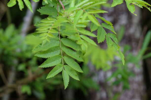 istock The first leaves on the trees bloom in the spring 1153729967