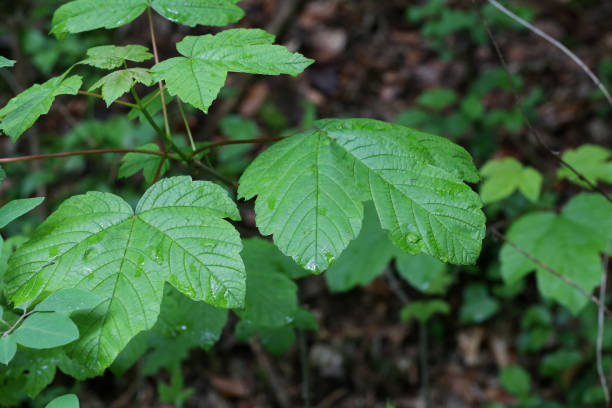 istock The first leaves on the trees bloom in the spring 1153730504
