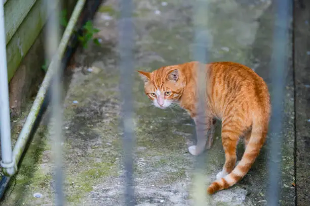 Stray orange white tabby cat on sidewalk street in New Orleans, Louisiana hungry and sad looking back through bars of fence