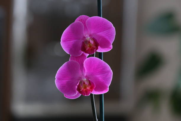 istock Purple orchid flower are on the windowsill. 1153730665