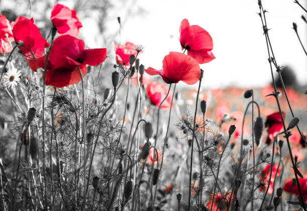 Close up color image depicting fresh red poppies growing wild in a meadow in the late evening sunshine. The flowers are back lit by the beautiful dusk light. Room for copy space.