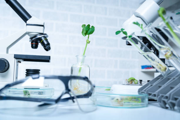 Genetically modified plant tested  .Ecology laboratory exploring new methods of plant breeding.