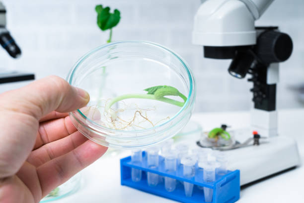 istock Ecology laboratory exploring new methods of plant breeding 1153733610