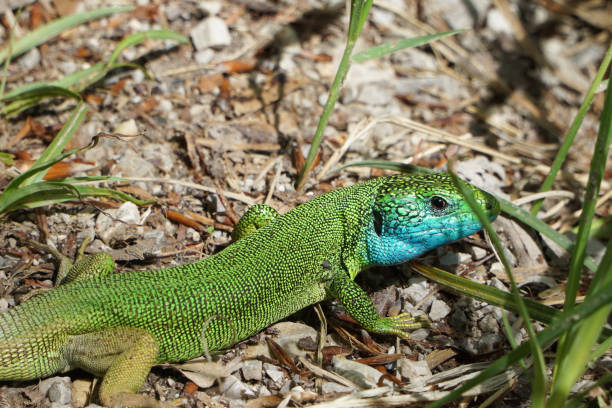 istock European Green Lizard 1153734273