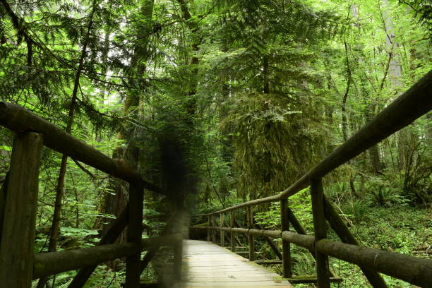istock Wooden Walkway At Priest Point Park 1153735478