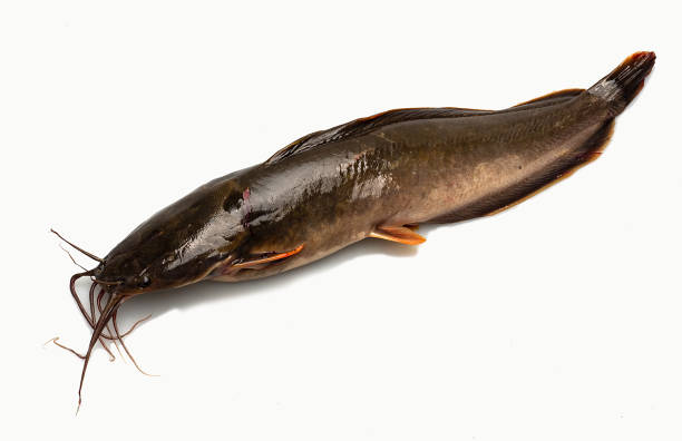istock The catfish (Ariopsis felis). Isolated on white background 1153736932