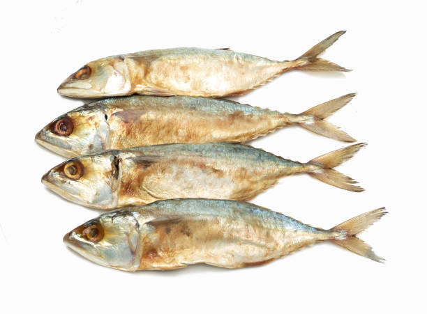 istock salted fishes on white background 1153737010