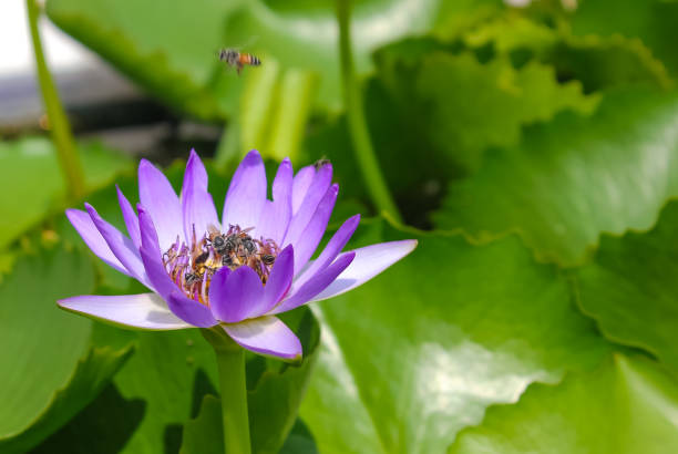 Close up of purple lotus flower with bees pollinating. Close up of purple lotus flower with bees pollinating. nymphaea stellata stock pictures, royalty-free photos & images