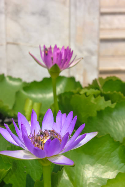 Close-up of purple lotus flower with several bees flying and pollinating. Close-up of purple lotus flower with several bees flying and pollinating. nymphaea stellata stock pictures, royalty-free photos & images