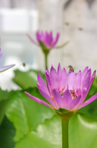Close-up of pink lotus flower with several bees flying and pollinating. Close-up of pink lotus flower with several bees flying and pollinating. nymphaea stellata stock pictures, royalty-free photos & images