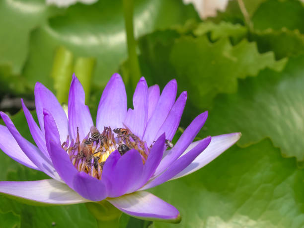 Close-up of purple lotus flower with several bees flying and pollinating. Close-up of purple lotus flower with several bees flying and pollinating. nymphaea stellata stock pictures, royalty-free photos & images