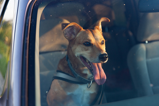 Attractive happy ginger mixed breed dog in car protected by seat belt. Pets summer vacations, travel and care concept. Copy space background.