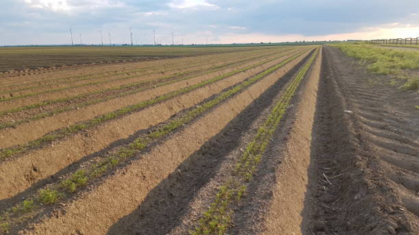 growing carrots - neunzig imagens e fotografias de stock