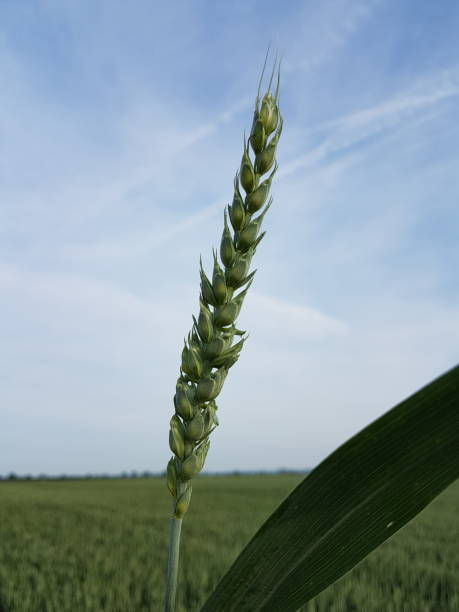 growing wheat - neunzig imagens e fotografias de stock