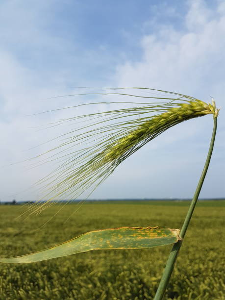 growing barley - neunzig imagens e fotografias de stock