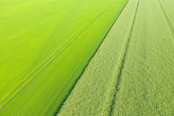 istock Fields of flax and rapeseed aerial view oblique to medium altitude 1153741671