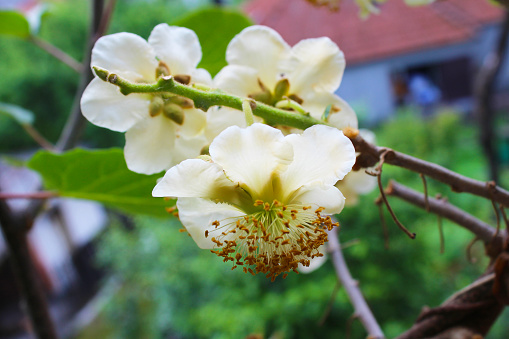 Kiwi male flower, Actinidia plant, vine, white beautiful flower, macro photography, blossom