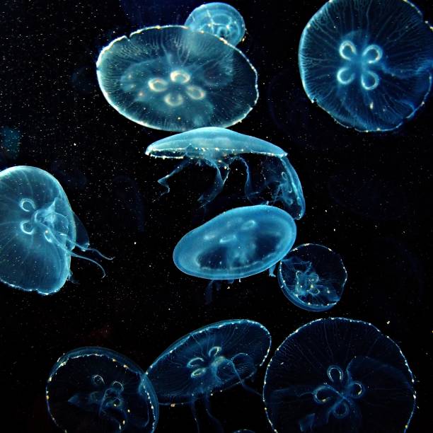 istock Jellyfish medusa 1153744216