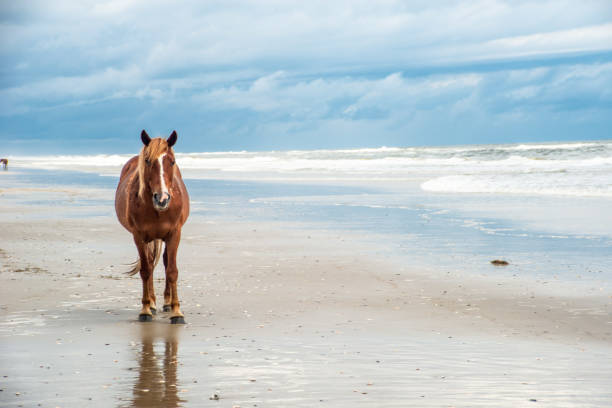 istock Wild Horses Standing by the ocean 1153744222